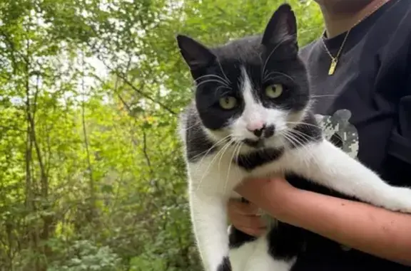 Chat trouvé Jouy-le-Moutier, photo: Trouvé chat noir et blanc, Rue du Val de Glatigny, Jouy-le-Moutier