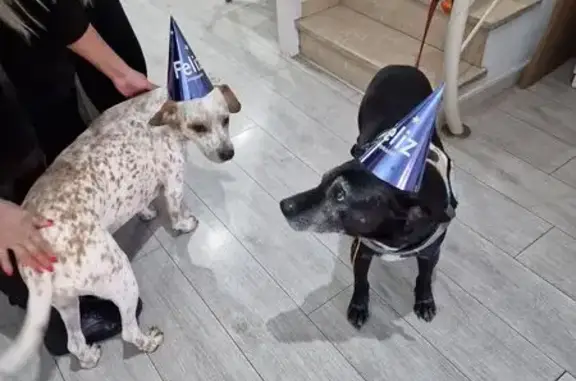 Perdido perro hembra, Embalse del Cubillas, Granada - Blanca con manchas café con leche - photo