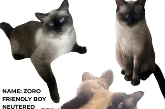 Lost male cat, Hillsboro, Oregon - photo