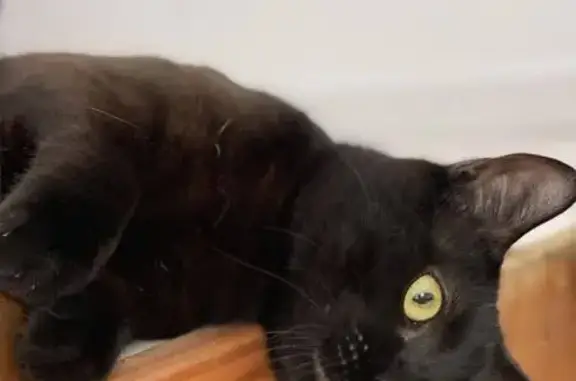 Perdu chat homme, La Ruette, 30, Pollionnay - jeune chat noir - photo