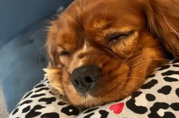 Lost male dog, Indianapolis, Pitkin - red brown with white markings - photo