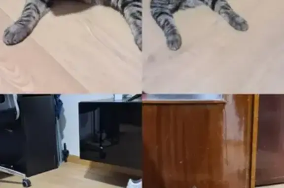 Búsqueda de mascotas, foto: Encontrado gato hembra, Calle Alcalá, 460, San Blas-Canillejas - sin microchip