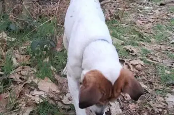 Chien perdu, Route des Crêts, 105, Saint-Nicolas-la-Chapelle - Jack russel parson - photo