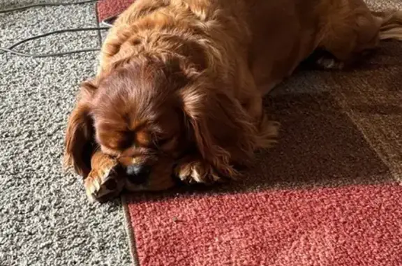 Lost male dog, Gateshead Lane, Indianapolis - friendly and a jumper - photo