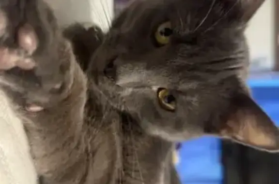 Lost male cat, Breezy Hill Road, Saint Johnsbury - photo