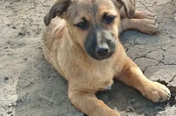 Зник собака, вулиця Ярослава Мудрого, Чернівці - маленький рижий - photo