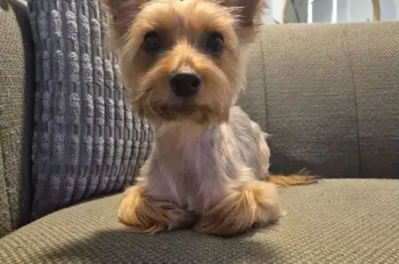 Lost male dog, President Avenue, 309, Georges River Council - Australian silky terrier - photo