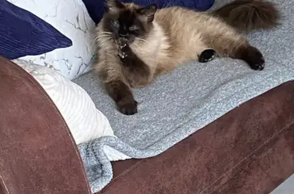 Perdu Chat femme, Route de la Barthié, La Selve, Réquista - siamois âgée de 10 ans - photo
