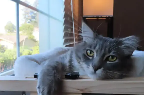 Missing cat Male, Cupertino (usl534553) - photo