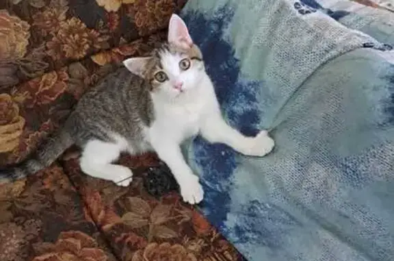 Lost and found pets South Africa, photo: Lost female cat, Reitz Road, Benoni - white/brown tabby