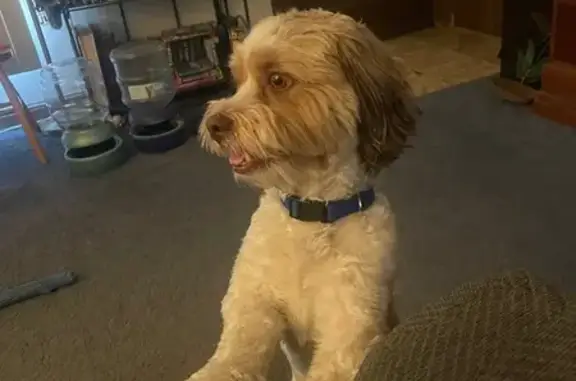 Found dog Minneapolis, photo: Found male dog, North Bryant Avenue, Minneapolis - no tag, no chip