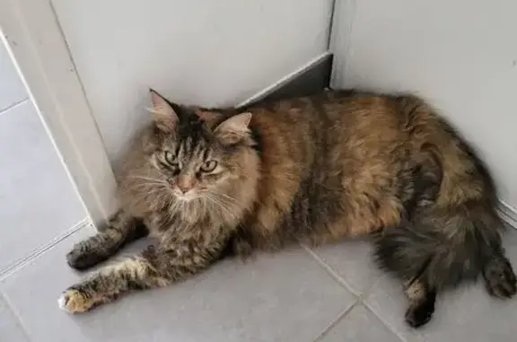 Animaux perdus Frouzins, photo: Chat perdu, quartier Tréville, Frouzins - femelle écaille de tortue