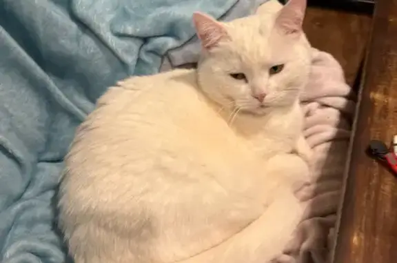 Lost female cat, Grant Avenue, Morgantown - all white and very friendly - photo