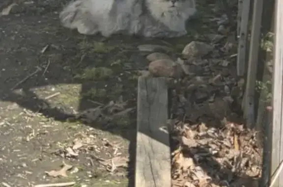 Found cat North Ridgeville, photo: Found cat, Center Ridge Road, North Ridgeville - white & gray blend, long hair