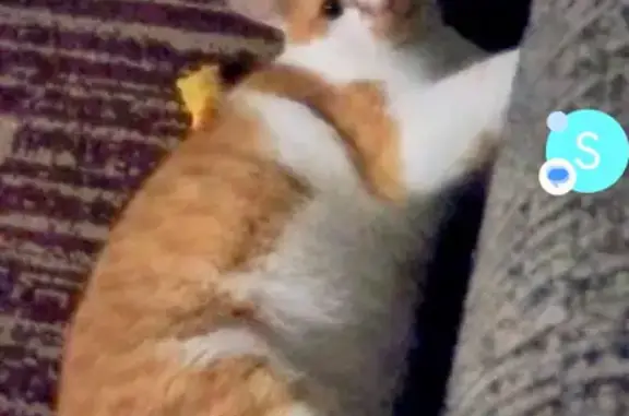 Lost male cat, South 98th Street, Mesa - large with orange mask - photo