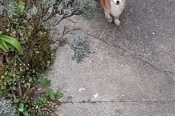 Animaux trouvés Angoulême, photo: Trouvé Chien, Boulevard Jean Moulin, Angoulême