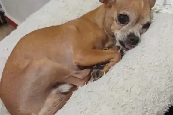 Perdido perro masculino, Carrer de Joan Serra Vilaró, Tarragona - sin dientes y ojo blanco - photo