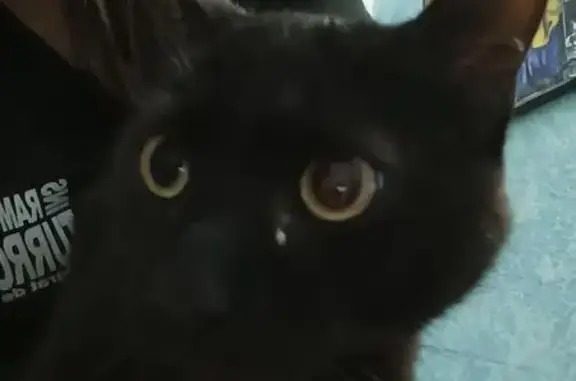 Gato encontrado Viladecans, foto: Encontrado gato, Carrer de les Germanes, Lloret de Mar - totalmente negro con ojos amarillos