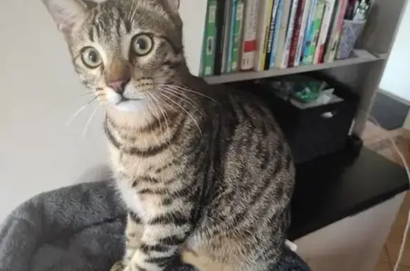 Animaux perdus Frontenay-Rohan-Rohan, photo: Perdu Chat, Route de Niort, 20, Sansais, Frontenay-Rohan-Rohan - un peu peureux