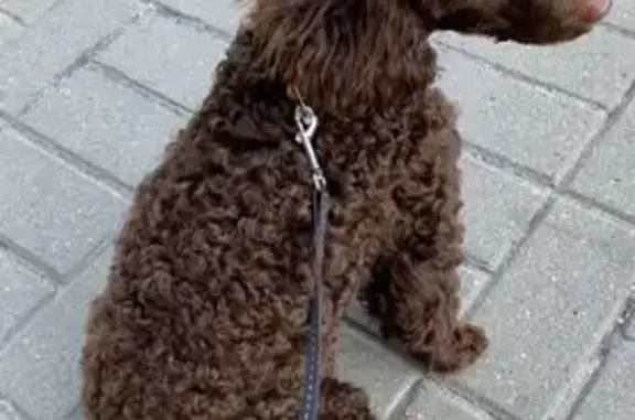 Perdido perro masculino, Carrer dels Gerds, Castelldefels - caniche marrón/chocolate - photo