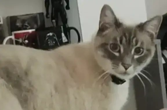 Animaux perdus Amiens, photo: Chat perdu, Résidence Fleurie, Amiens - blanc et un peu gris