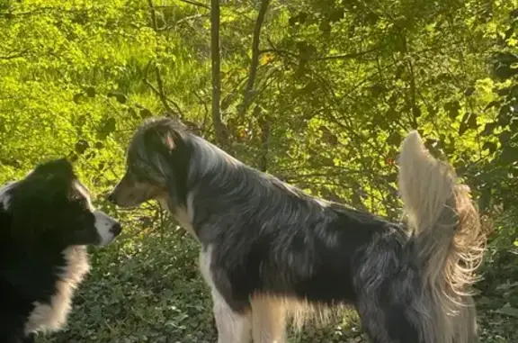 Animaux trouvés Lyon, photo: Trouvé chien mâle, Meyssiez, Lyon - Berger australien tricolore