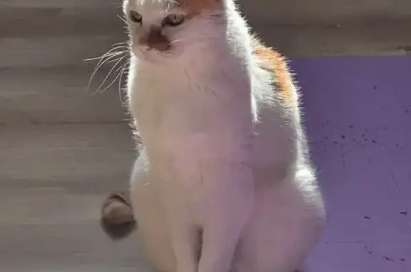 Animaux perdus Paris, photo: Perdu chat mâle, Rue de Sousville, Gaillard, Paris - blanc avec des taches rousses