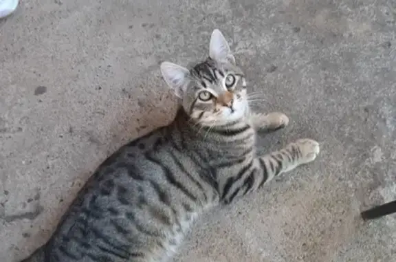 Animaux trouvés Paris, photo: Chat trouvé, Chemin de l'Écluse, Montayral, Paris - jeune avec collier anti puce