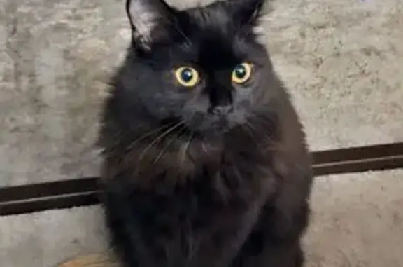 Animaux perdus Herzeele, photo: Chat perdu, Rue de Wylder, 492, Herzeele - femelle, queue cassée