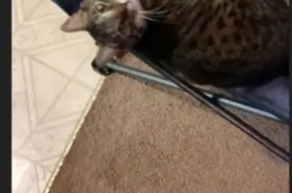 Lost male cat, Ironton, Pennsylvania - black and tan Tabby - photo