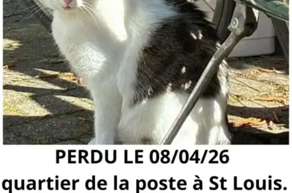 Animaux perdus Saint-Louis, photo: Chat perdu, Rue de Mulhouse, Saint-Louis - couleur calico blanc et tigré