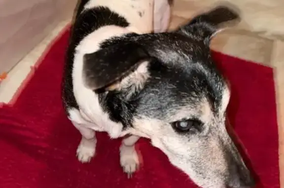 Animaux perdus Les Fourgs, photo: Chien perdu, Rue du Téléski, Les Fourgs - Jack Russel noir et blanc