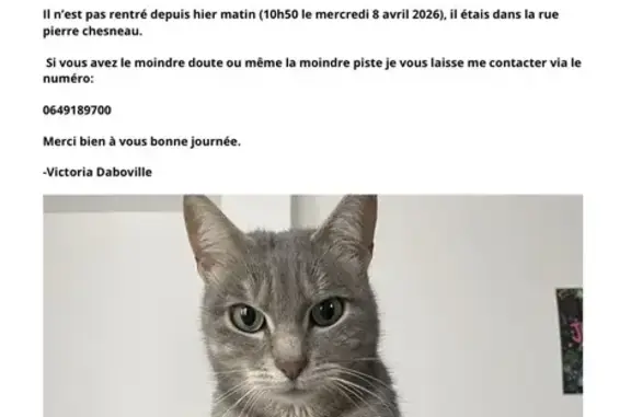 Chat perdu, Saint-Rémy-lès-Chevreuse, photo: Chat perdu, Rue Pierre Chesneau, Saint-Rémy-lès-Chevreuse - mâle gris clair avec rayures