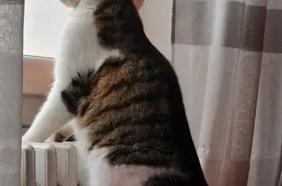 Chat perdu, Impasse de Saint-Clair, Yzeron - tricolore et petite - photo