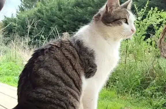 Animaux perdus Beaupuy, photo: Perdu Chat, Beaupuy, Nouvelle-Aquitaine - 3 ans, blanc et gris