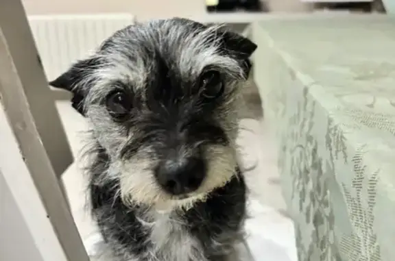 Perro encontrado Albacete, foto: Perro encontrado Hembra, Albacete (sf495452)