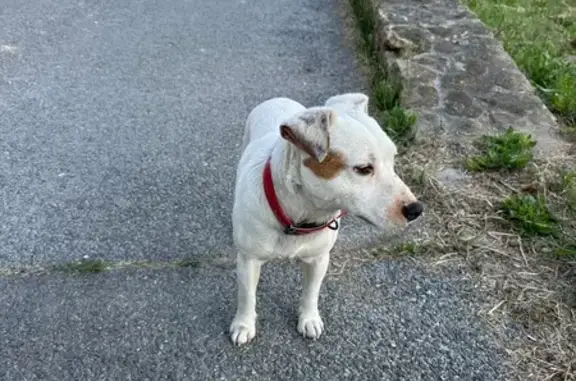 Animaux trouvés Saint-Héand, photo: Trouvé Chien homme, Chemin du Canadeau, 98, Le Castellet - petit chien blanc avec collier rouge