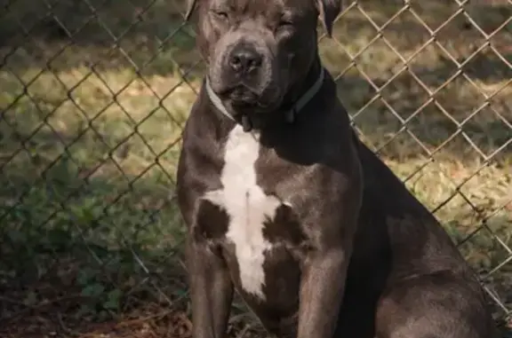 Missing dog Hattiesburg, photo: Lost female dog, North 20th Avenue, Hattiesburg - pitbull puppies Star and Angel
