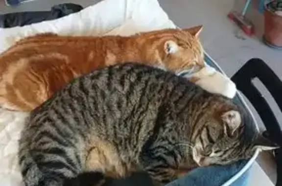 Animaux perdus Toulouse, photo: Chat perdu, Route d'Albi, 108, Toulouse - mâle castré, tigré