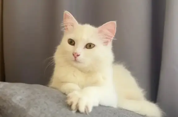 Зникла кішка, Миргородська вул...