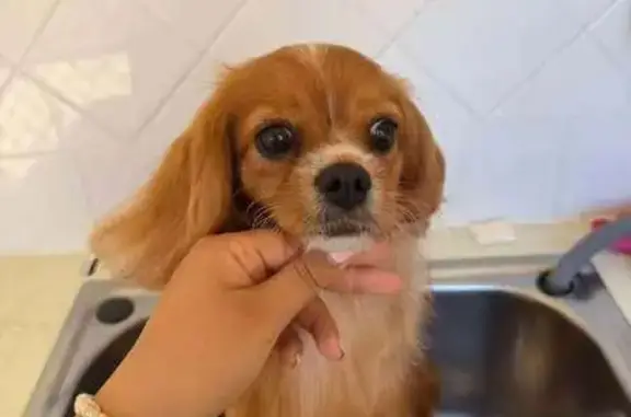 Missing dog Female, Gold Coast (al495855) - photo