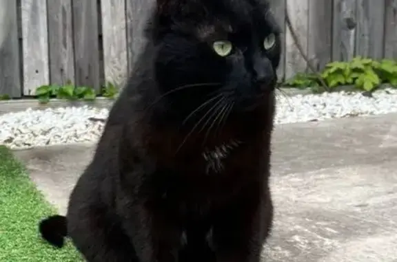 Chat perdu, Place du Croissant, Bondoufle - photo