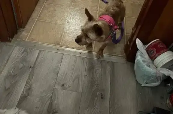 Lost female dog, Church Road, Mountain Top - looks like a fox - photo