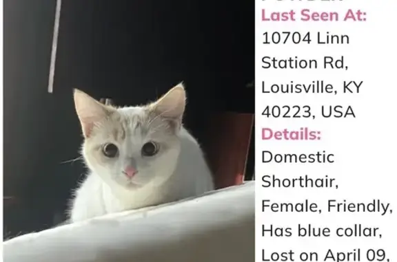 White domestic short hair, blue eyes, blue collar with rubber ducks.