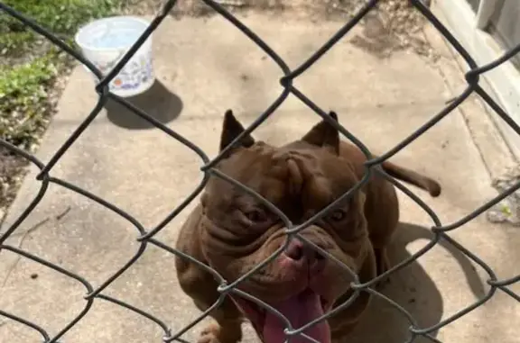 Found pets Wichita, photo: Found male dog, Wichita - reddish brown American bully