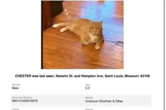 UPDATE: He’s been found! Made it further away than we thought, but he’s safe and healthy! Thank you for all the advice and well wishes! Orange male cat, responds to “Here, Chester!” and “salmon treats!” Is very sweet but probably scared. Very food motivated. Please contact Laura at 314-960-3216 if found!