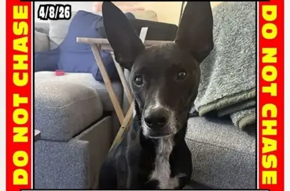 Lost Male Dog, Castings Court, Ewing Township, Philadelphia - black with a white stripe - photo