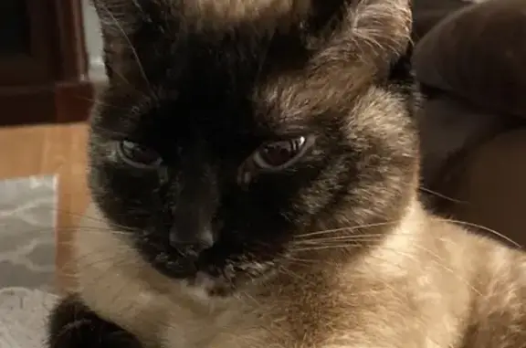 Lost female cat, Southeast Marjean Lane, 1000, Grants Pass - bright blue eyes - photo