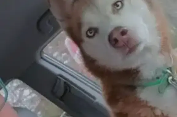 Lost male dog, Plaza Boulevard, Kinston - husky with tan collar - photo