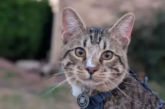 Missing cat Tyler, photo: Lost male cat, Plantation Drive, Tyler - brown and white tabby